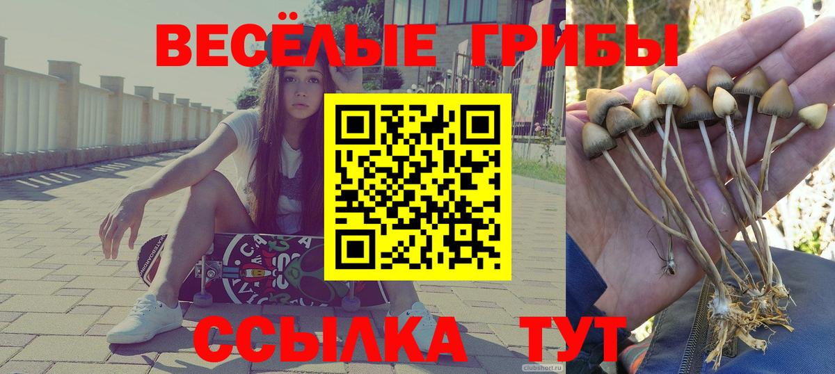 Тара  Псилоцибиновые грибы Psilocybe  Вход с VPN  Псилоцибиновые грибы мицелий 